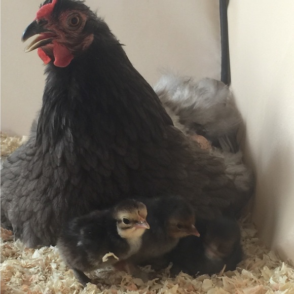 Meet your Posher, - Picture 12 of 16